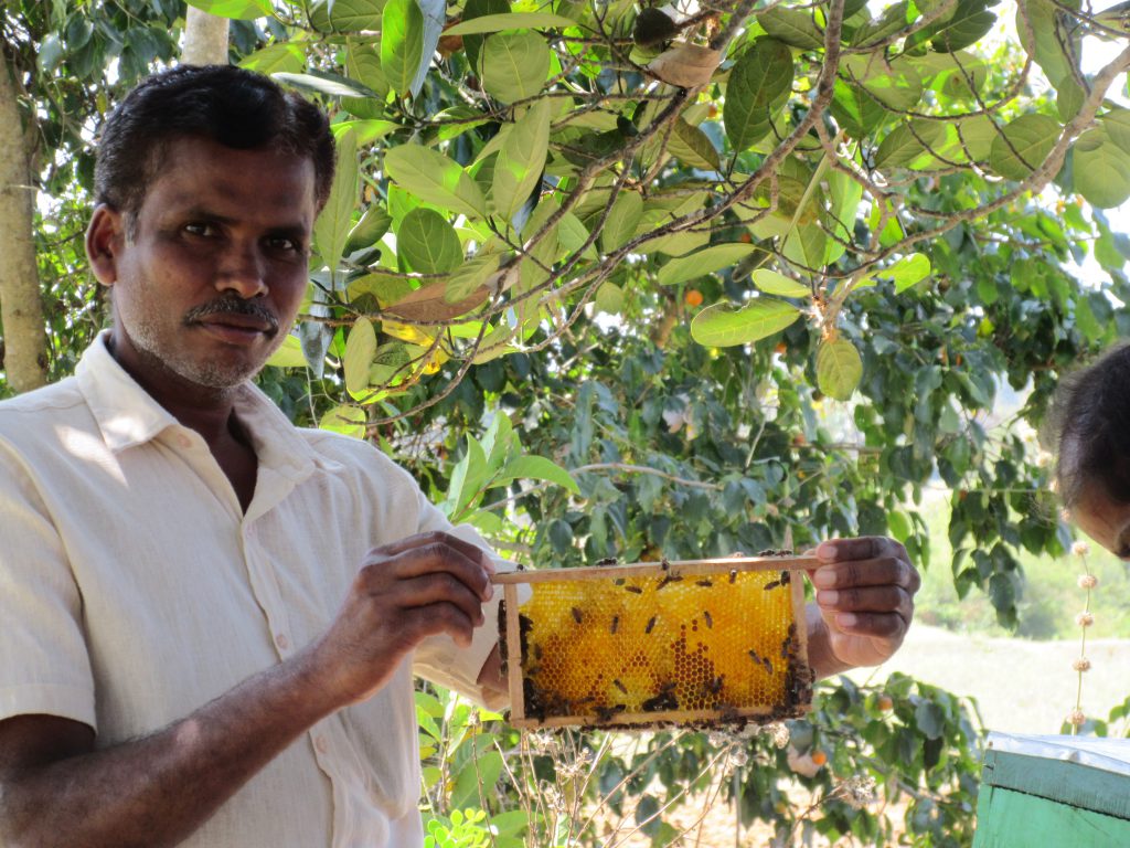 a farmer shows the honeycomb from his bee hives