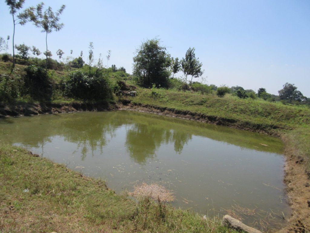 A fish pond in the community near CMC Vellore