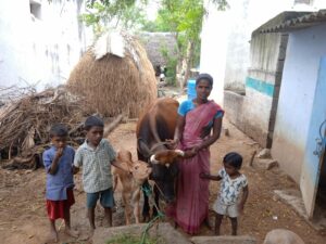 Kala her boys and the new cow